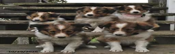 Shetland Sheepdog dogs for sale: Rosie  - Ad 3