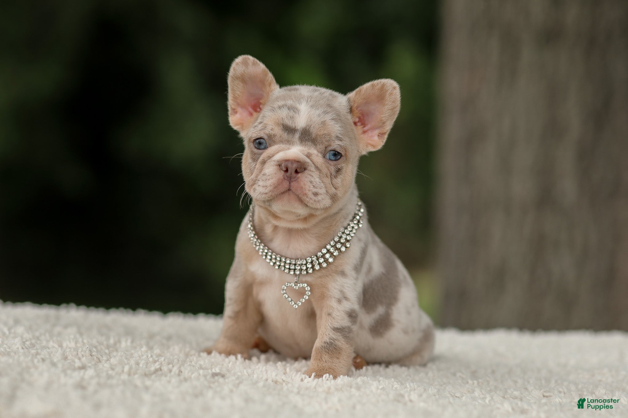 French Bulldog dogs Digger - Ad 1