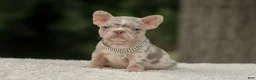 French Bulldog dogs for sale: Digger - Ad 1