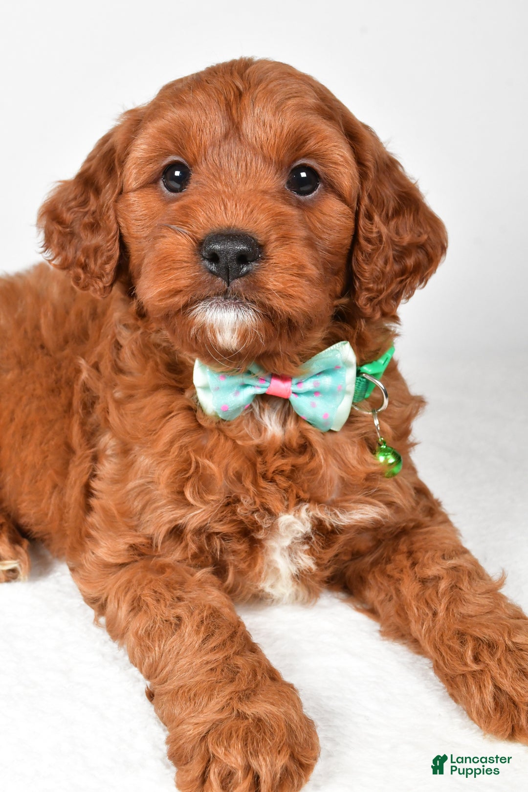 Cavapoo dogs for sale: Titus - Ad 8