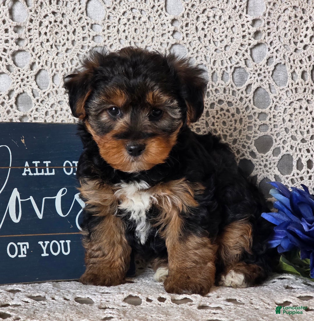 Yorkiepoo dogs for sale: Sherlock - Ad 6