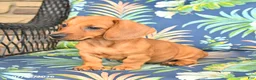 Miniature Dachshund dogs for sale: Jess  - Ad 5