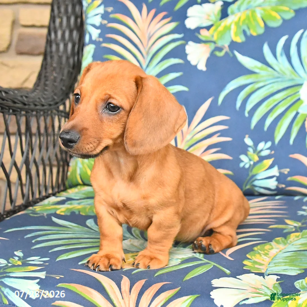Miniature Dachshund dogs for sale: Jess  - Ad 5