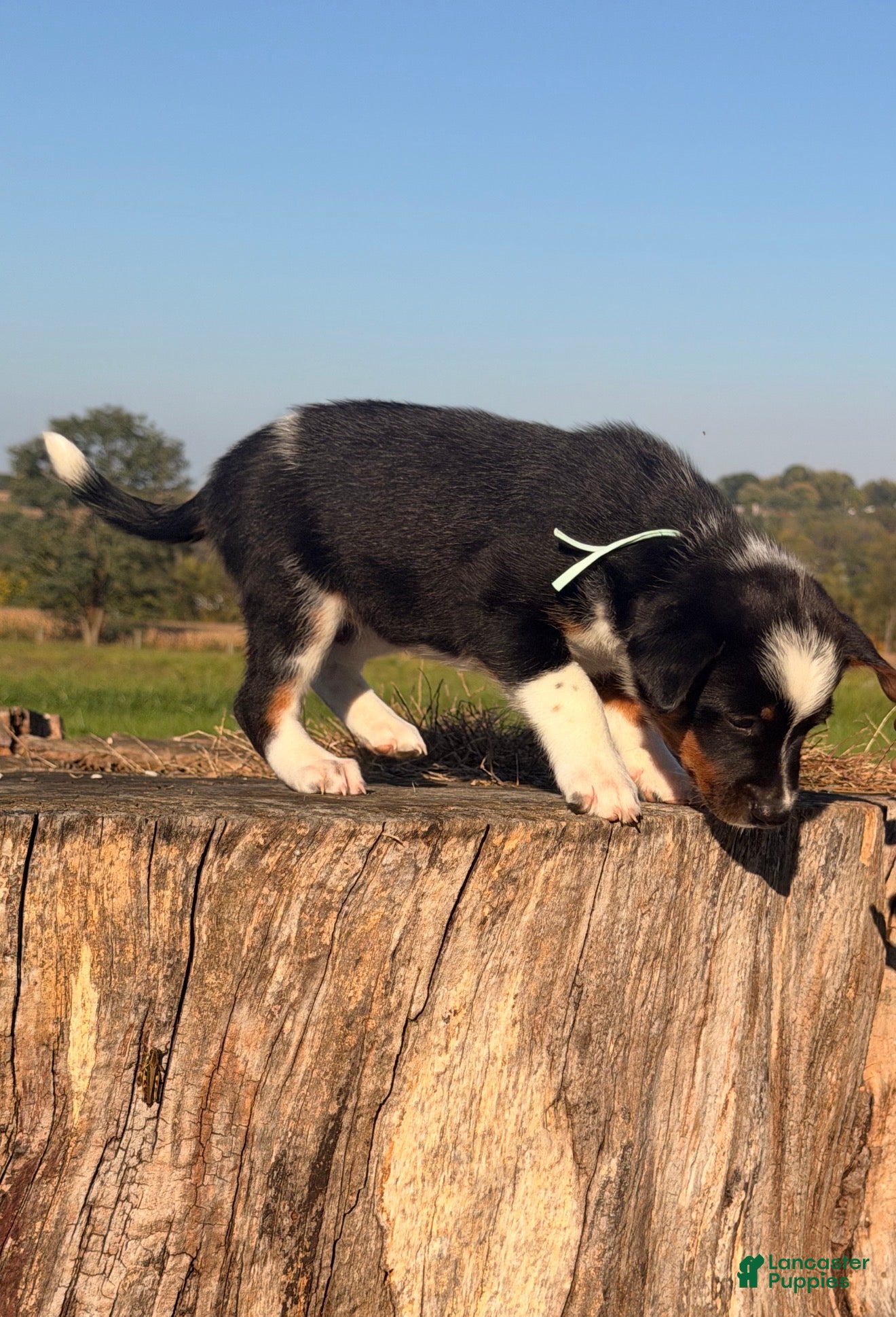Australian Cattle Dog dogs for sale: Sundance  - Ad 1