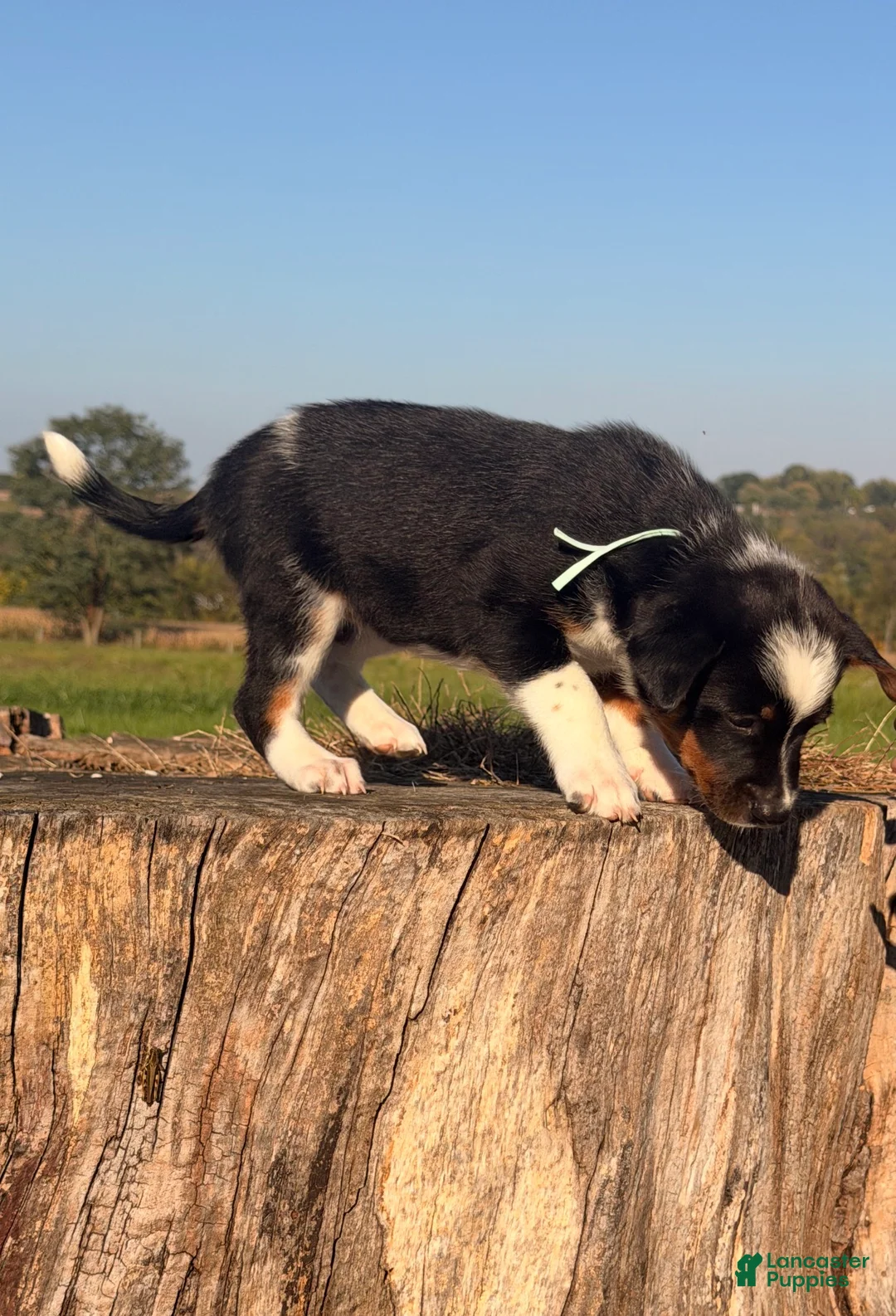 Australian Cattle Dog dogs for sale: Sundance  - Ad 1