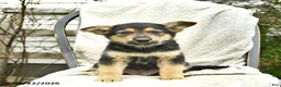 Mixed Breed dogs for sale: Puffin  - Ad 5
