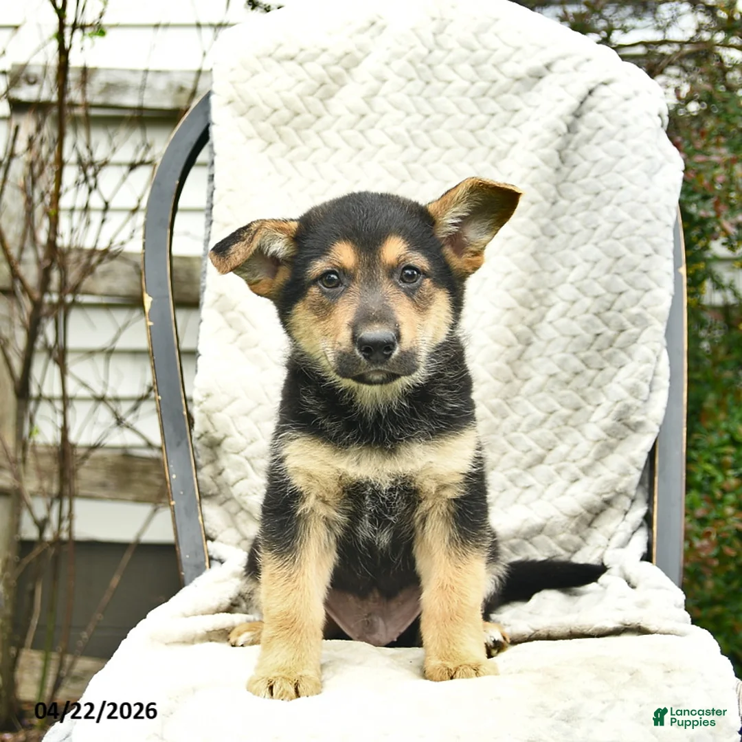 Mixed Breed dogs for sale: Puffin  - Ad 5