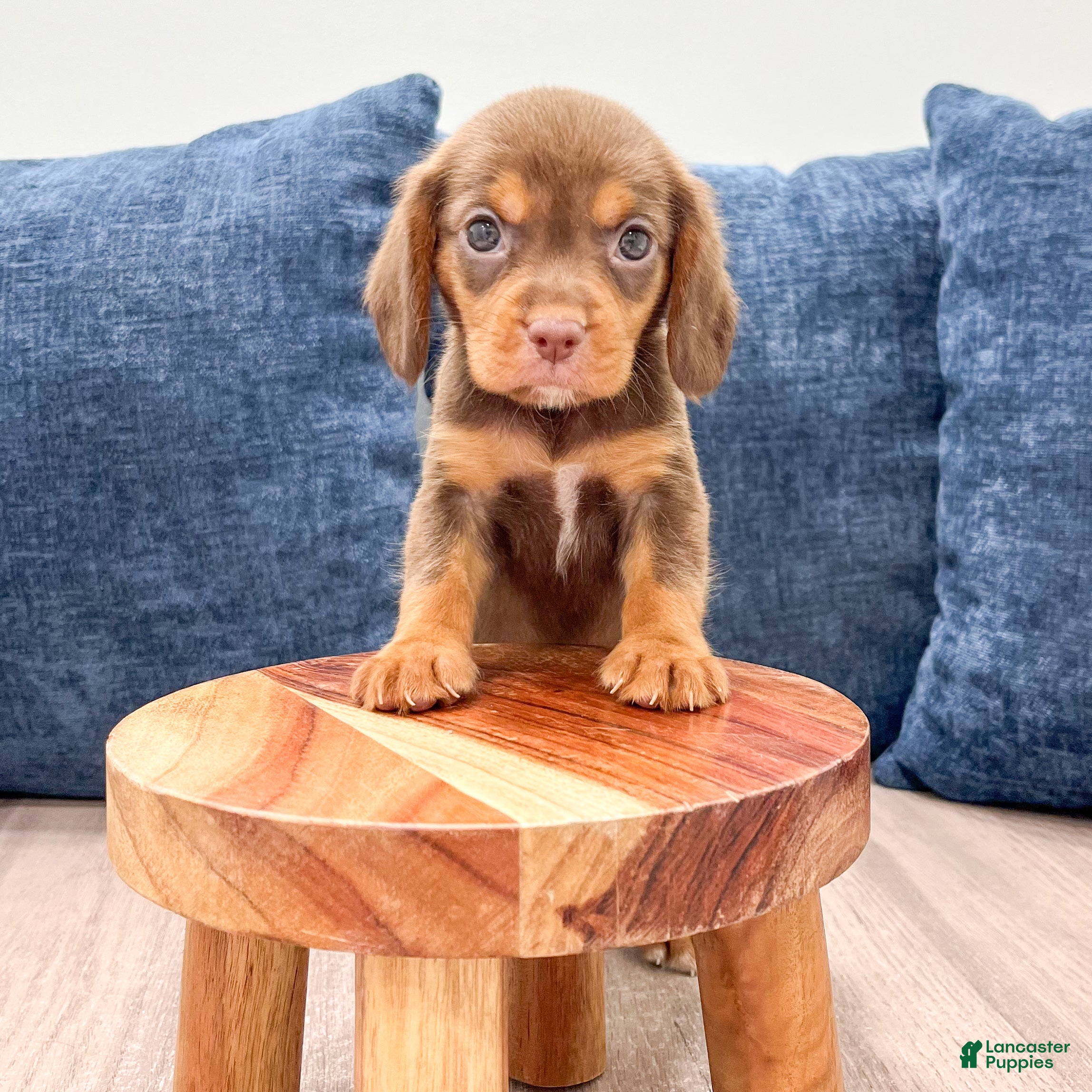 Beaglier dogs Robin - Ad 2