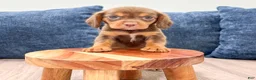 Beaglier dogs for sale: Robin - Ad 2