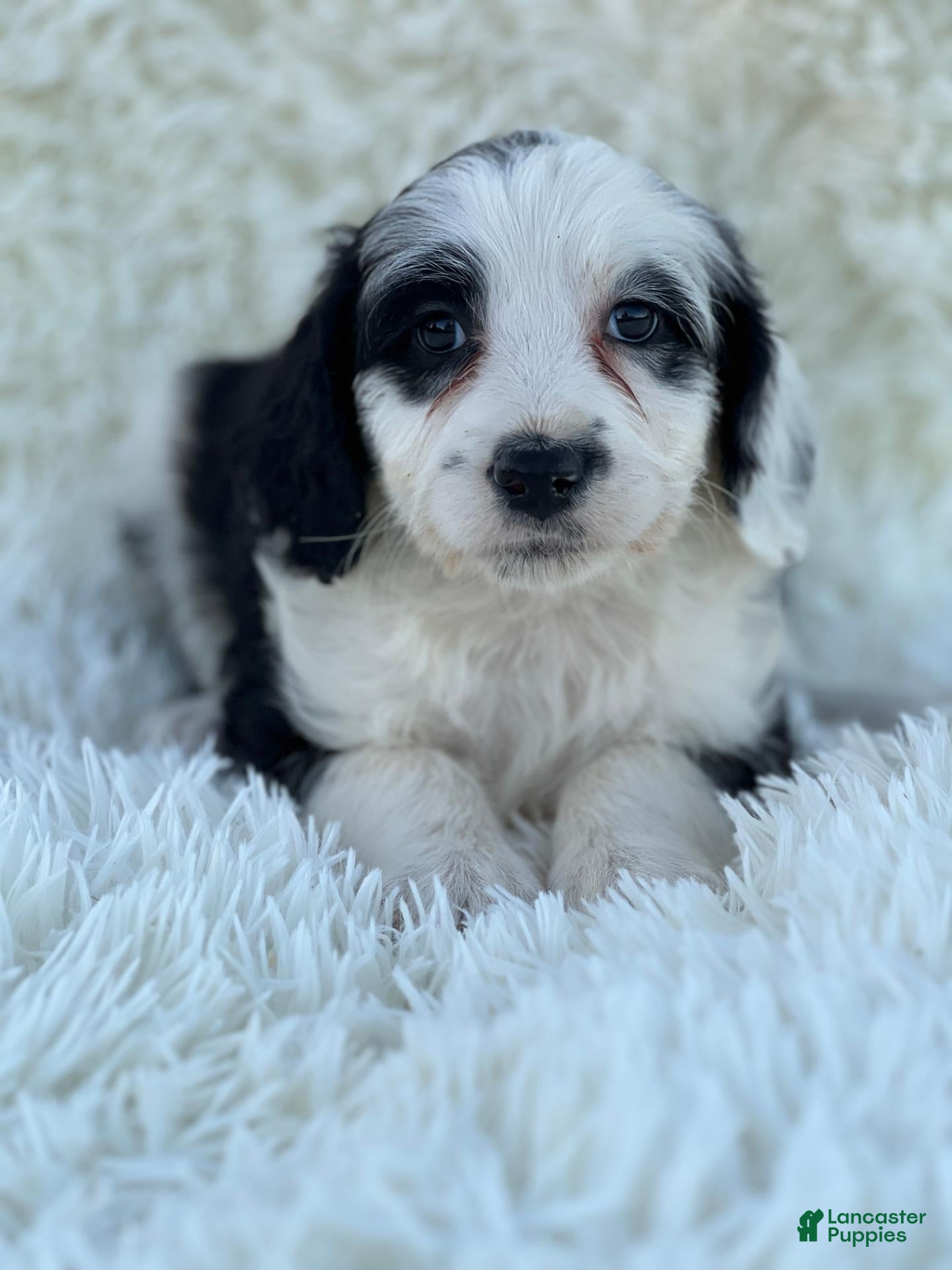 Mixed Breed dogs for sale: Charlotte - Ad 1