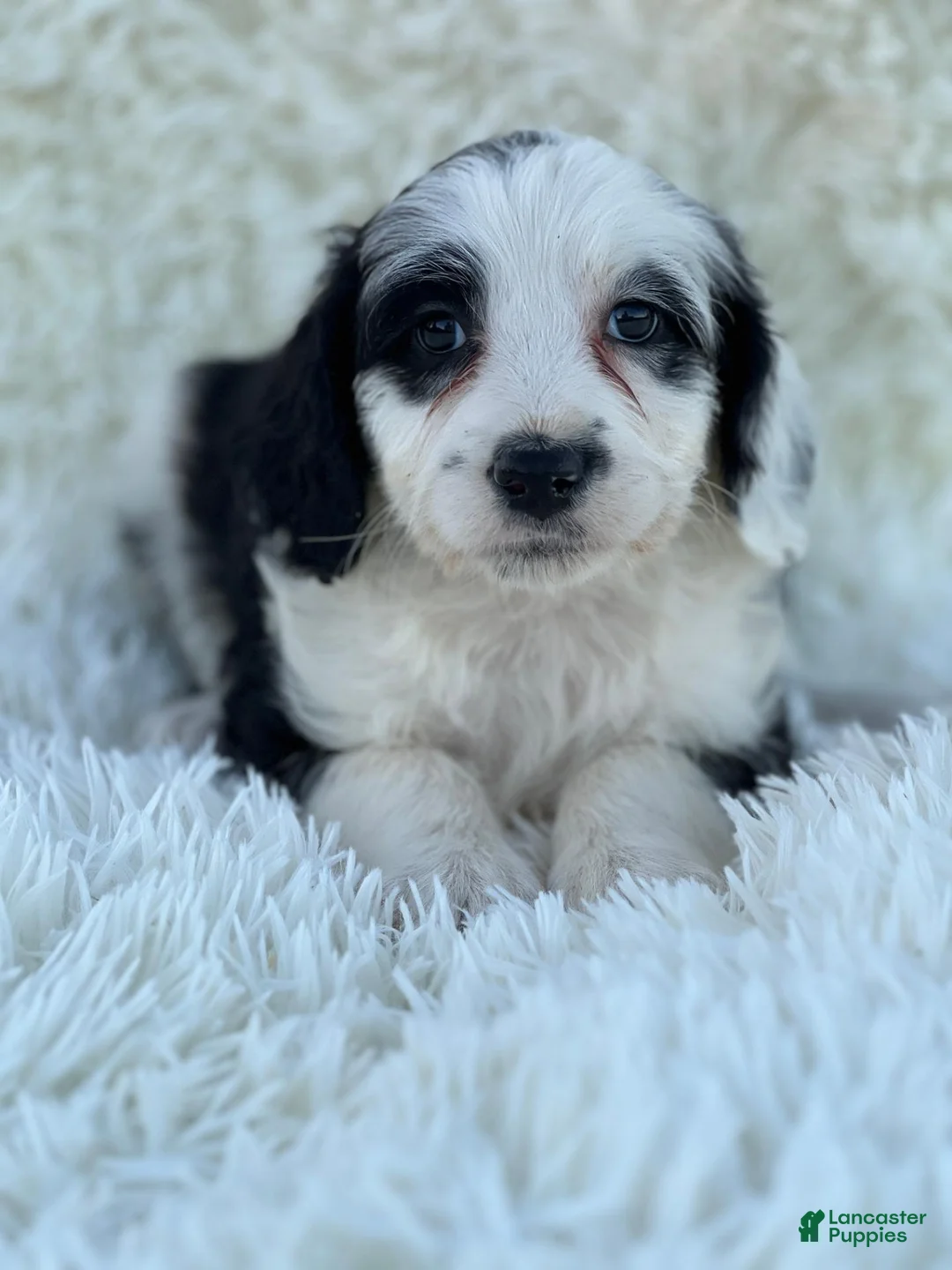 Mixed Breed dogs for sale: Charlotte - Ad 1