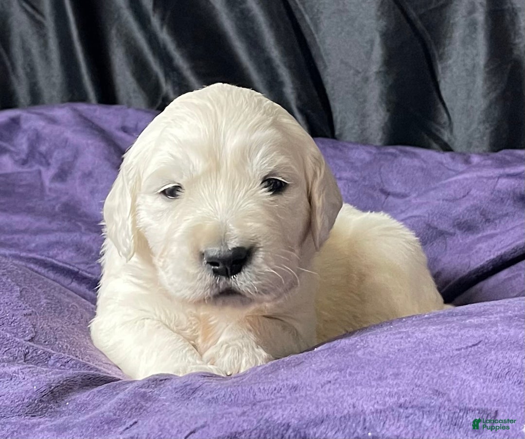 Golden Retriever dogs for sale: Clemson - Ad 6