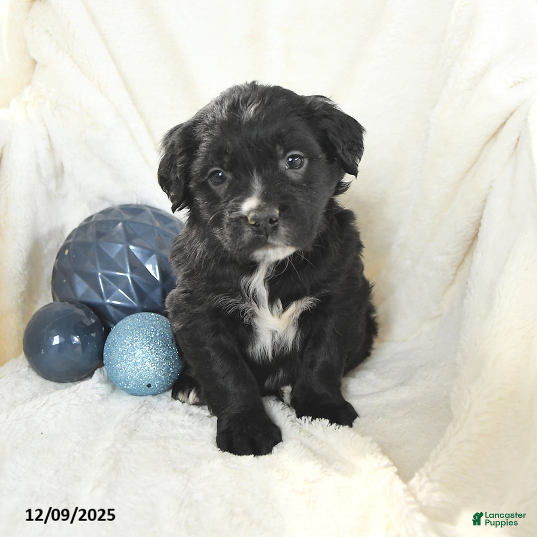 Mixed Breed dogs for sale: Maverick - Ad 3