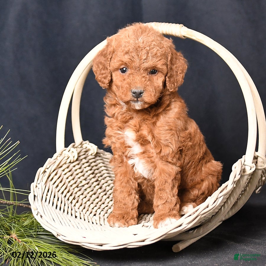 Cockapoo dogs Petunia - Ad 2