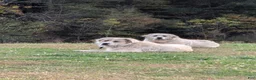 Great Pyrenees dogs for sale: Lily  - Ad 26