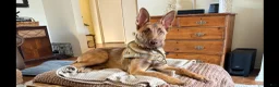 Belgian Malinois dogs for sale: Belgian Malinois Puppy 1 - Ad 4