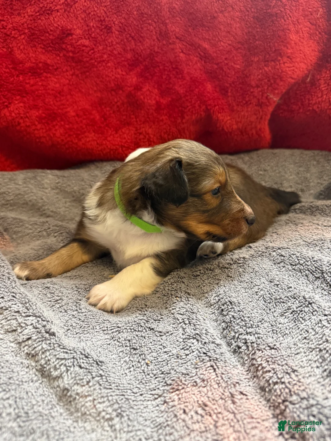 Shetland Sheepdog dogs for sale: Peaches - Ad 1