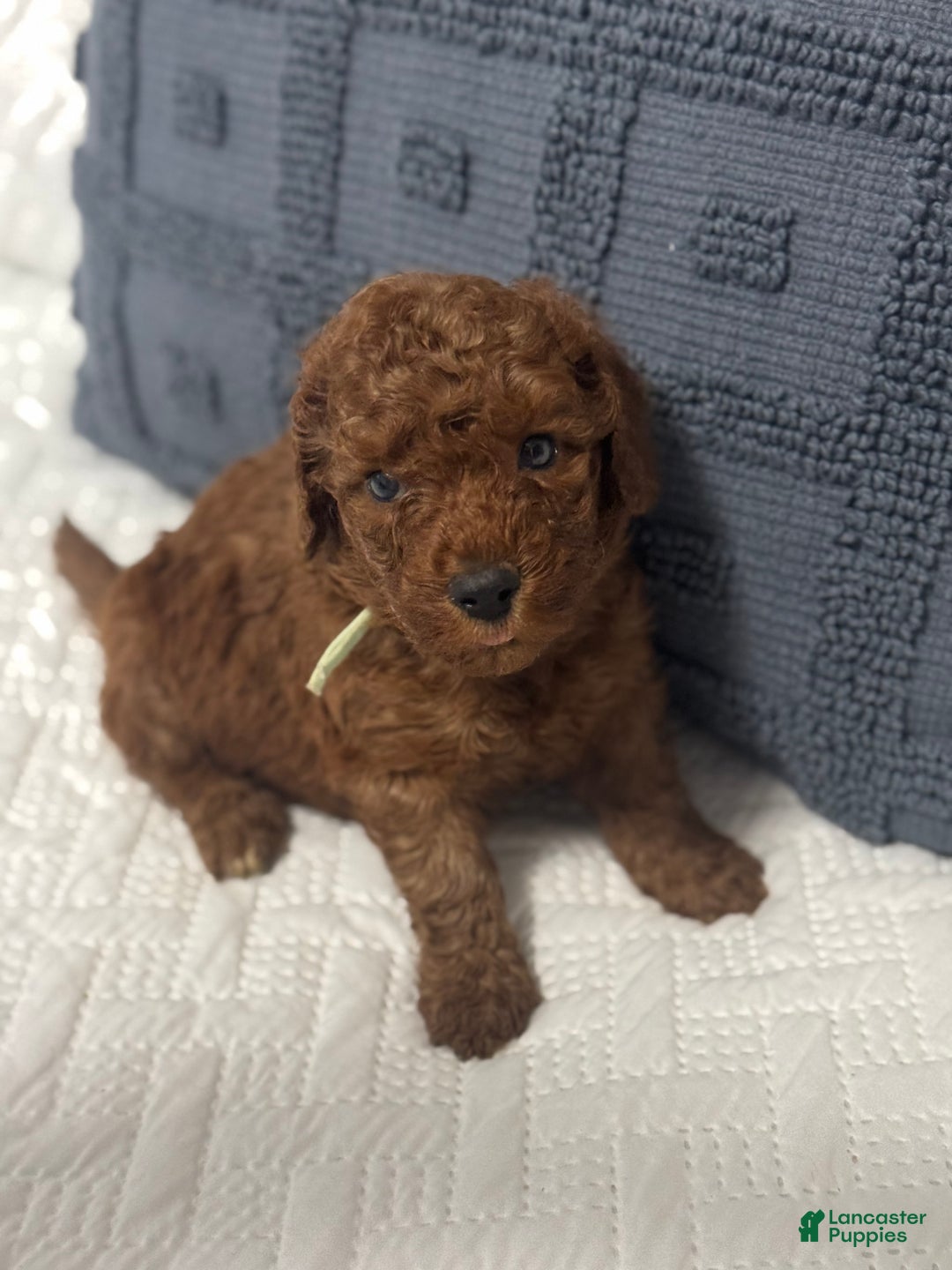 Mini Goldendoodle dogs for sale: Bear - Ad 1