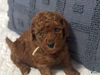 Mini Goldendoodle dogs Bear - Ad 16