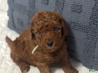 Mini Goldendoodle dogs Bear - Ad 21