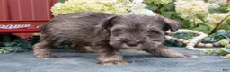 Miniature Schnauzer dogs for sale: Alice - Ad 3
