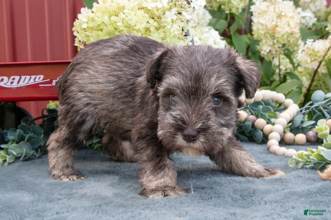 Miniature Schnauzer dogs for sale: Alice - Ad 3