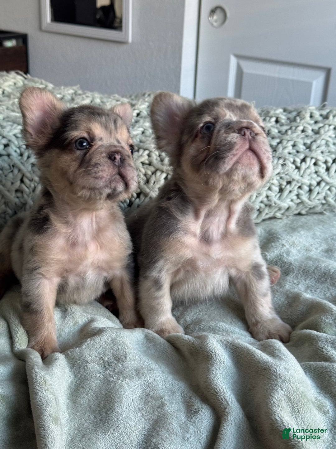 French Bulldog dogs for sale: Lilac tan fluffy french bulldog  - Ad 26