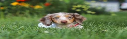 Dachshund dogs for sale: Shyla - Ad 5