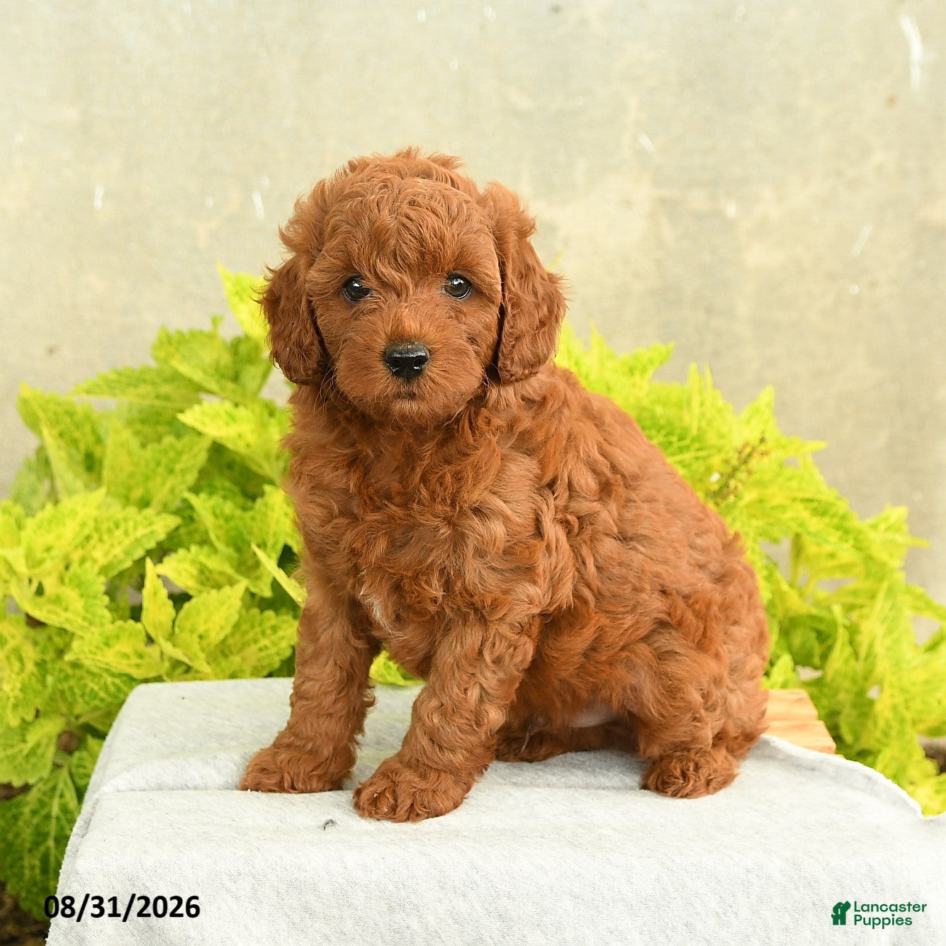 Miniature Poodle dogs for sale: Davy - Ad 3