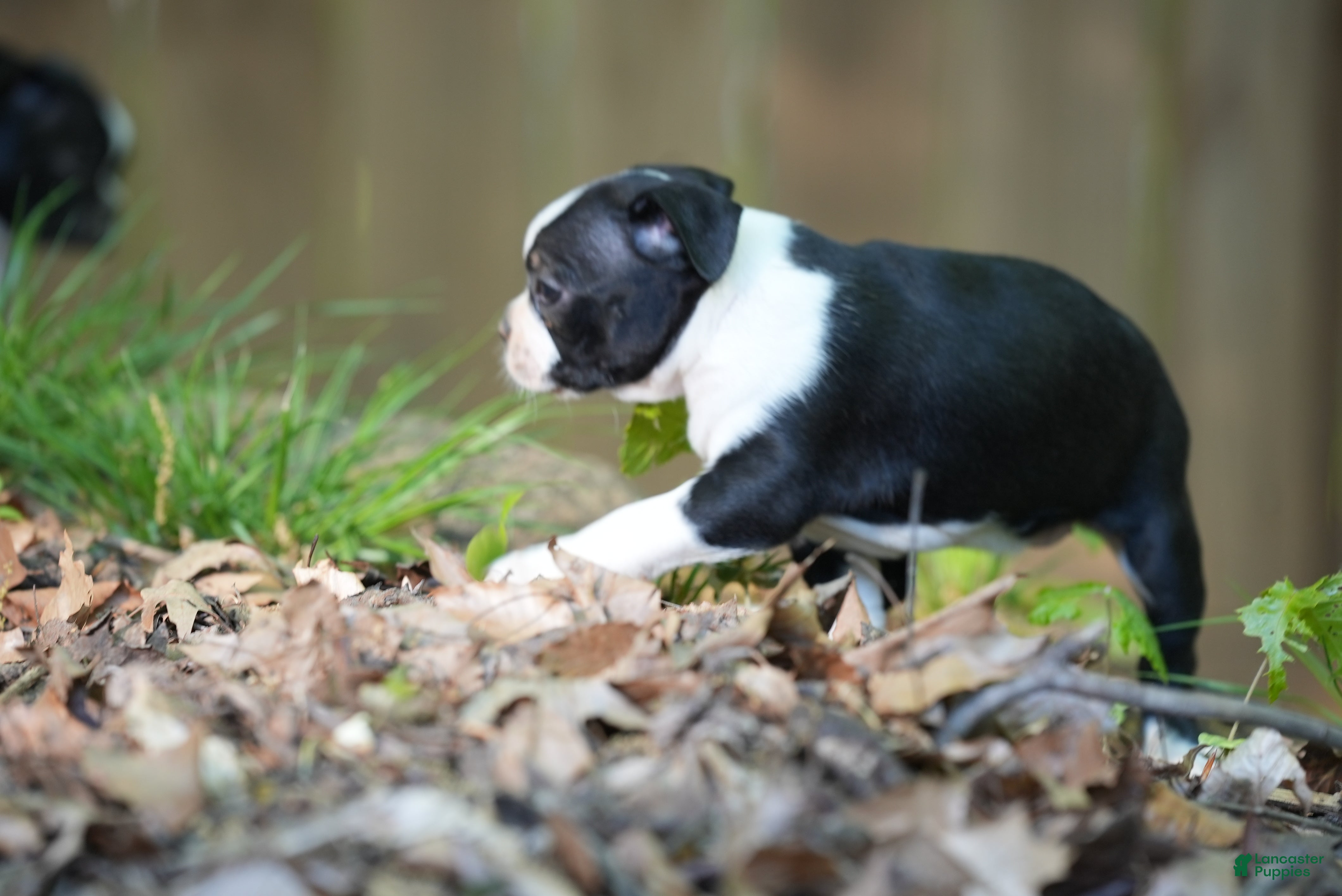 Boston Terrier dogs Blackberry - Ad 17