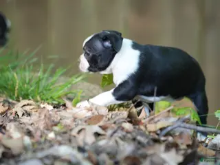 Boston Terrier dogs Blackberry - Ad 39