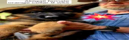 German Shepherd dogs for sale: female - orange collar - Ad 21