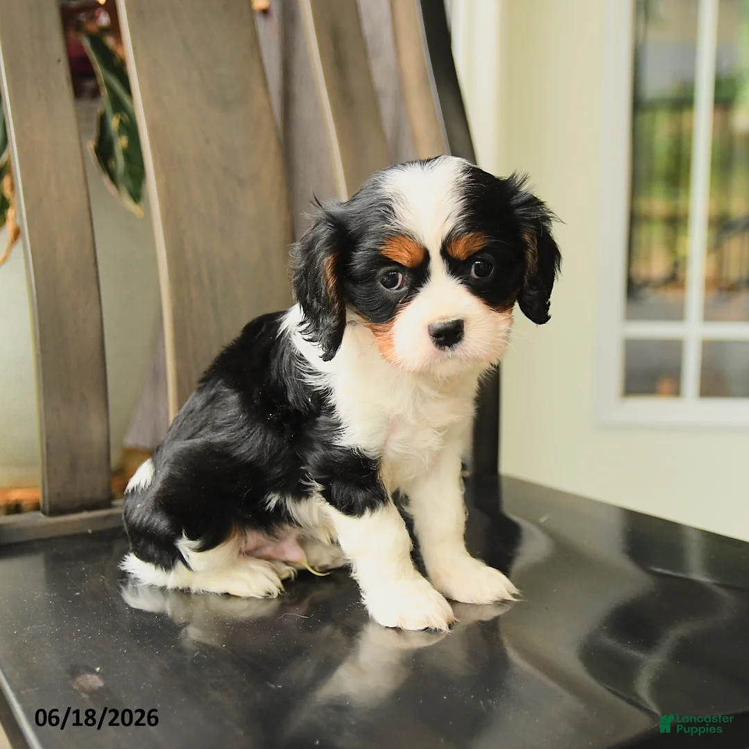 Cavalier King Charles Spaniel dogs for sale: Spencer - Ad 1