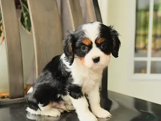 Cavalier King Charles Spaniel dogs for sale: Spencer - Ad 3