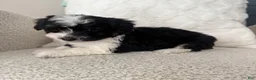 Mini Aussiedoodle dogs for sale: 1 Reba - Ad 6