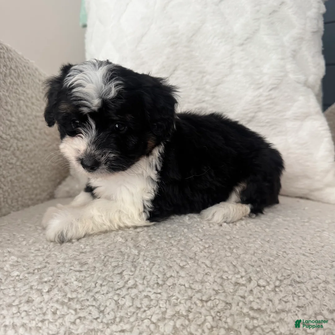 Mini Aussiedoodle dogs for sale: 1 Reba - Ad 6