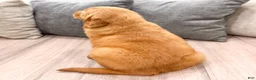 Golden Retriever dogs for sale: Betty - Ad 5