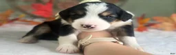 Bernedoodle dogs for sale: Irwin - Ad 3