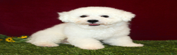 Bichon Frise dogs for sale: Tipton - Ad 6