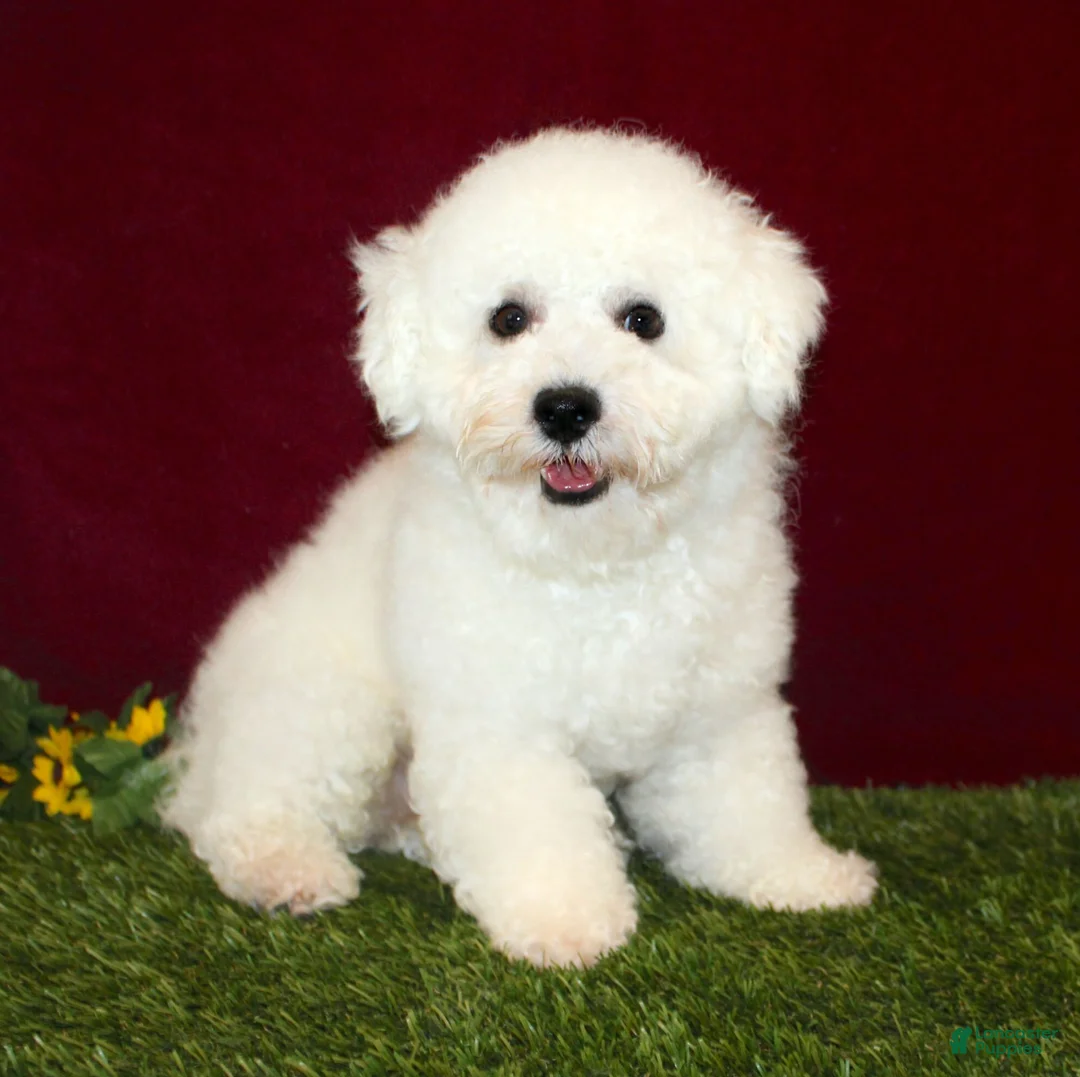 Bichon Frise dogs for sale: Truffles - Ad 6