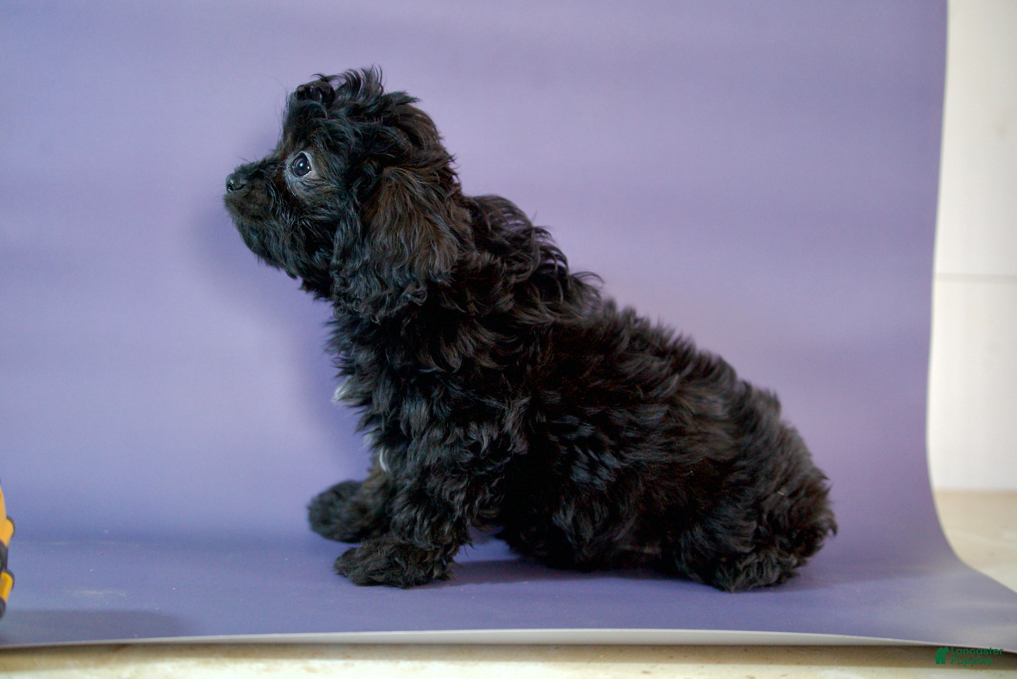 Cavapoo dogs Bunny - Ad 2