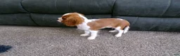 Cavalier King Charles Spaniel dogs for sale: Champ  - Ad 3