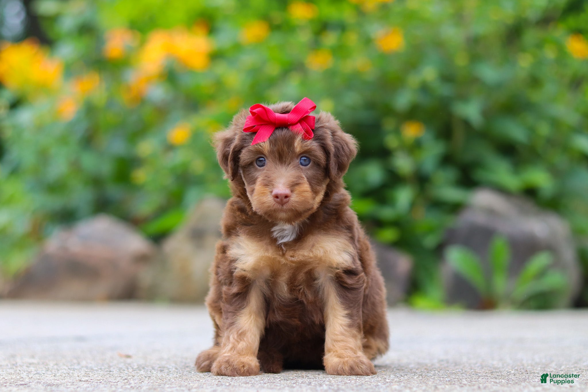 Mini Aussiedoodle dogs Callie - Ad 1