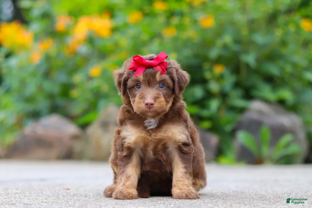 Mini Aussiedoodle dogs for sale: Callie - Ad 1