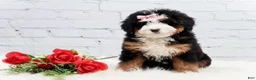 Mini Bernedoodle dogs for sale: Demi - Ad 2