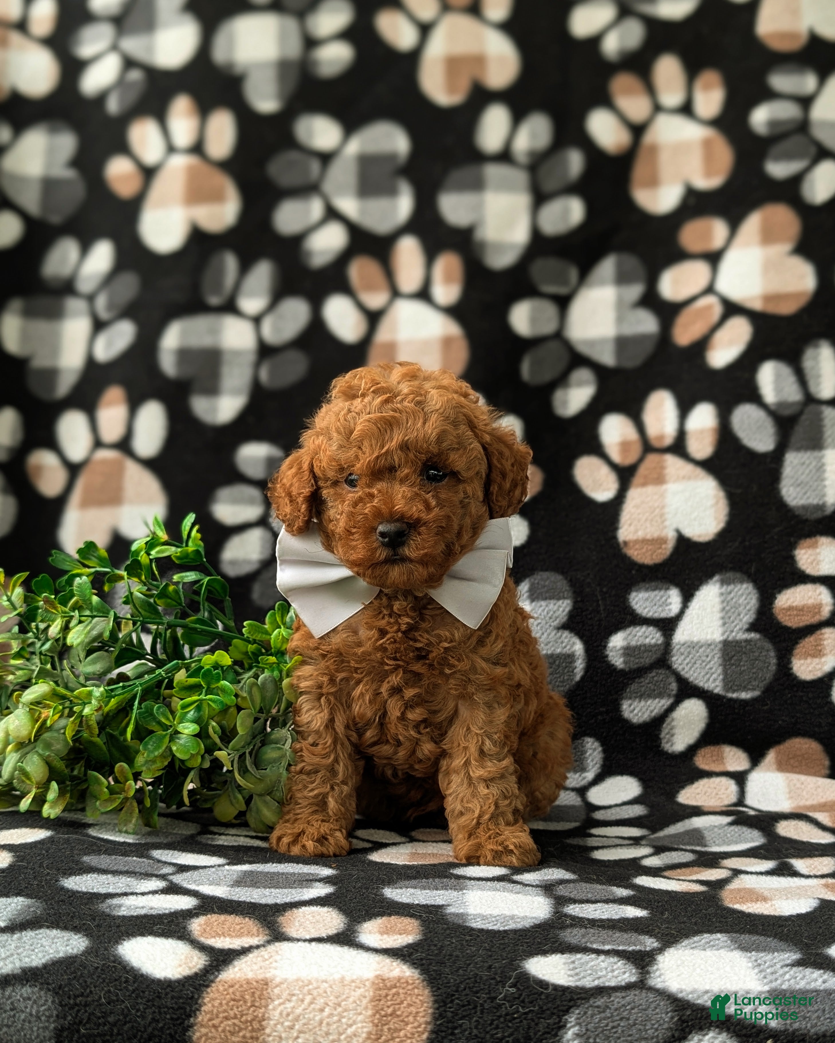 Miniature Poodle dogs Reynold AKC Registered - Ad 1