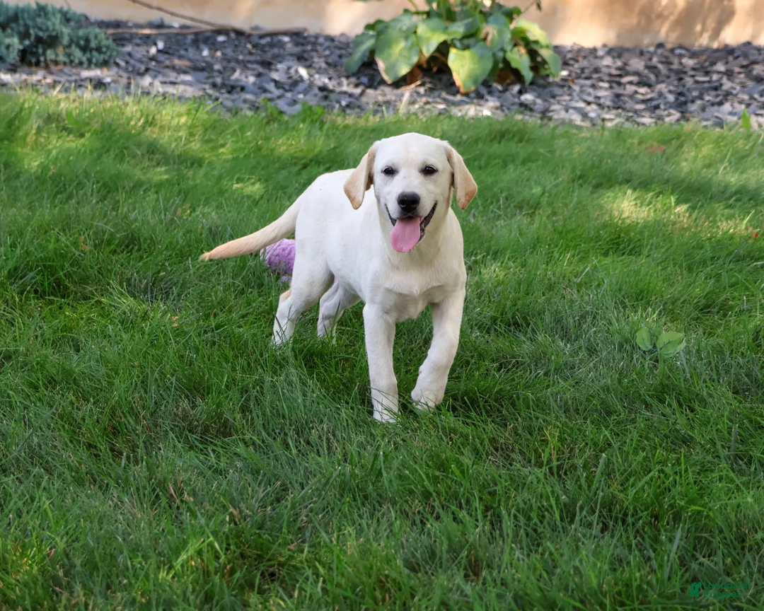 Labrador Retriever dogs for sale: Whitney - Ad 2