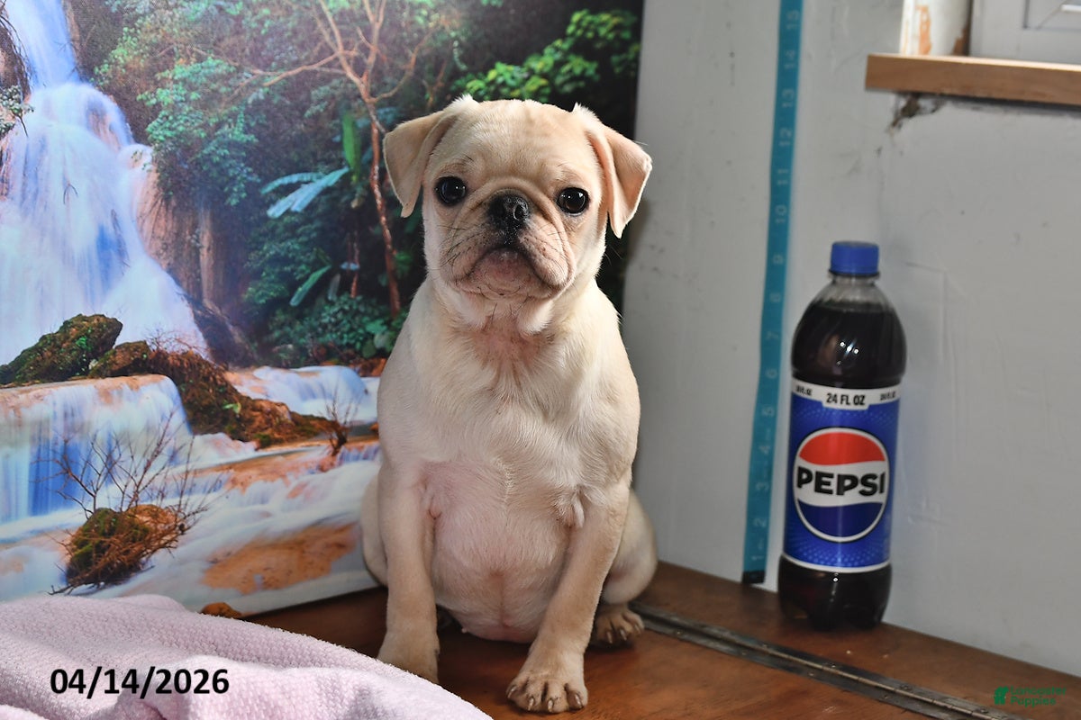 Pug dogs Sweetheart - Ad 1