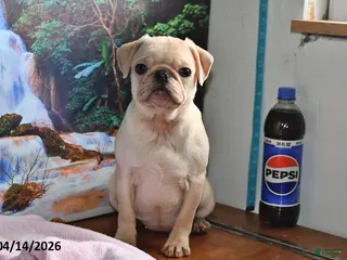 Pug dogs for sale: Sweetheart - Ad 2