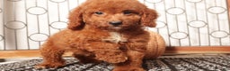 Mini Goldendoodle dogs for sale: Sandy Female Mini Goldendoodle Puppy  - Ad 4